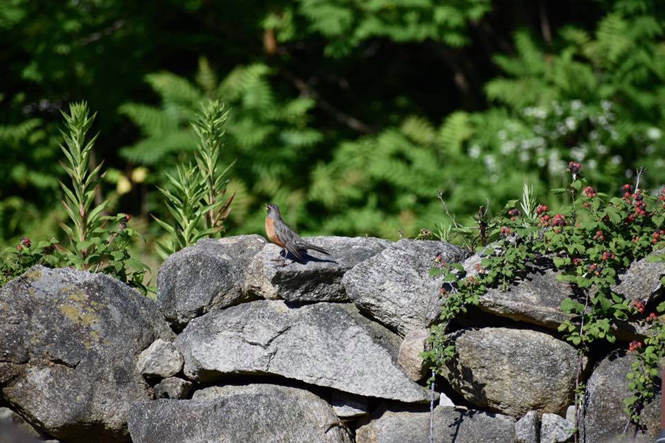 Robin standing on rock wall