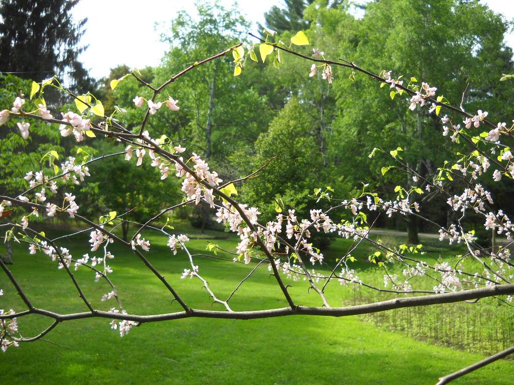 Spring blossom at Farandnear