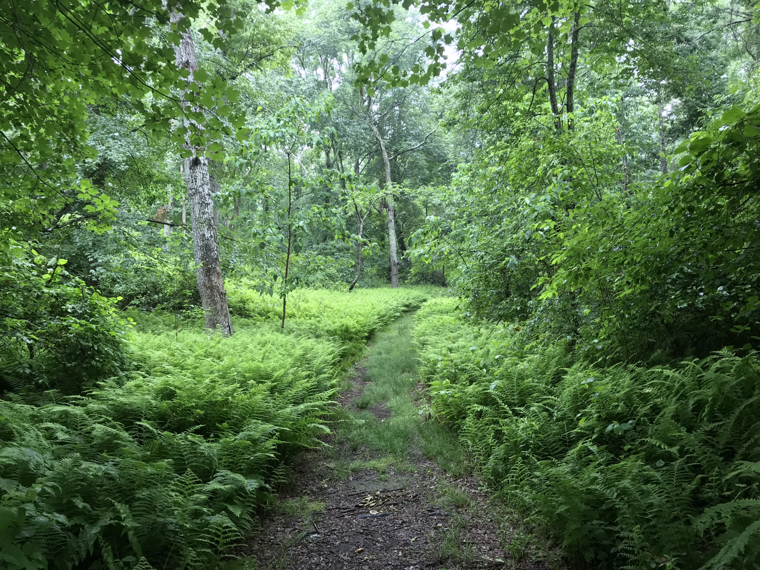 Hiking trail with fern understory at Slocum's River Reserve