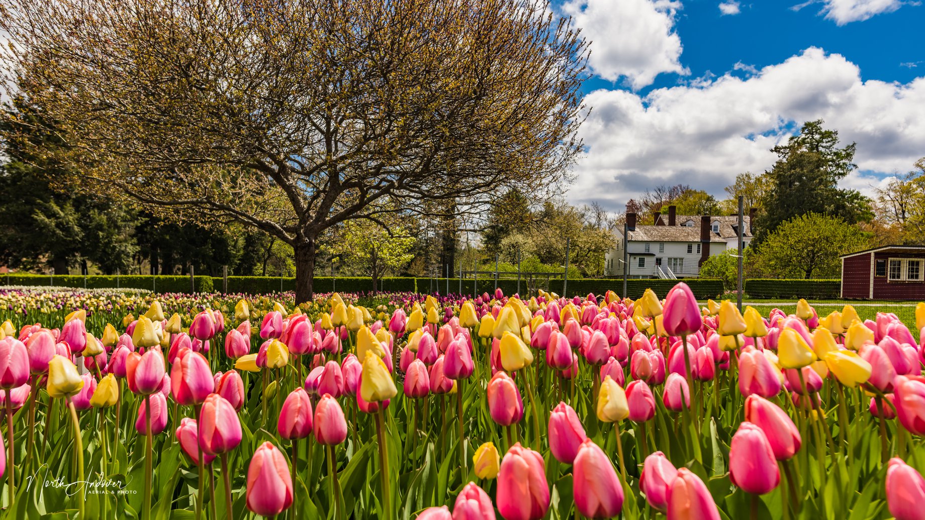 Pink and yellow tulips in the foreground, with the Stevens-Coolidge house in the background