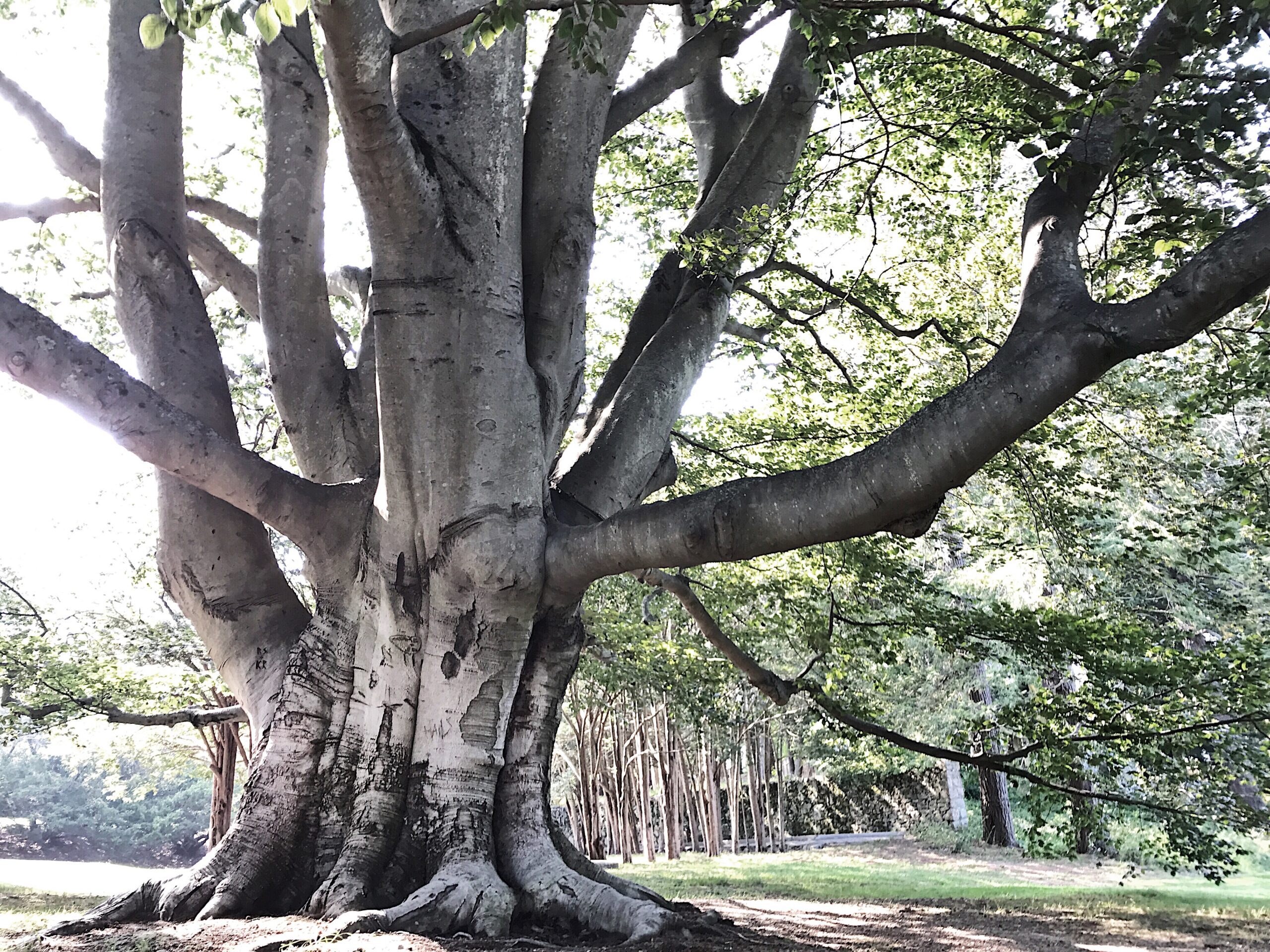 Massive beech tree