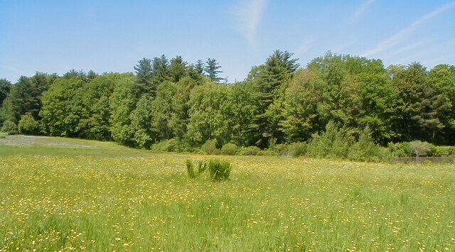 North Common meadow