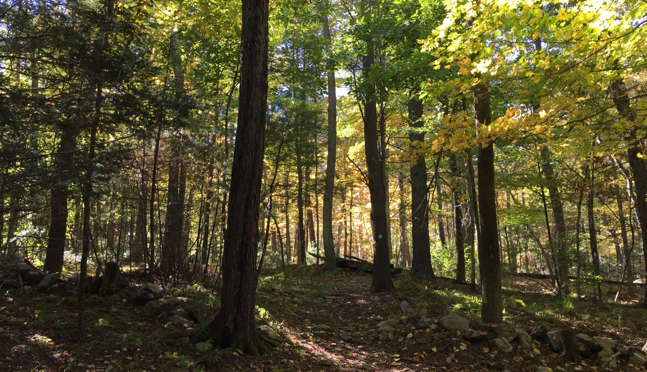 Chase Woodlands The Trustees of Reservations