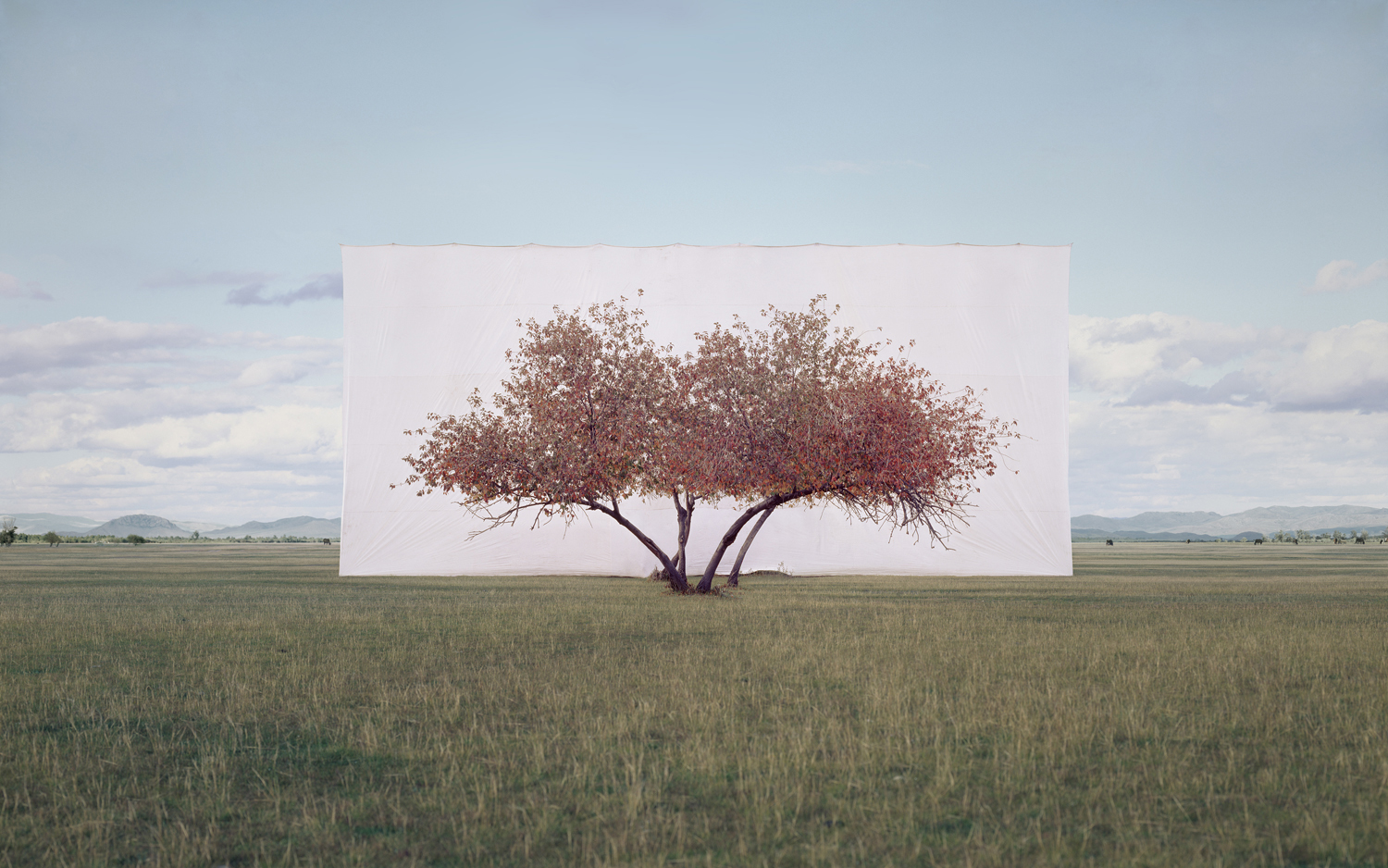 Platform 26, Myoung Ho Lee, Tree...#2 - The Trustees of Reservations