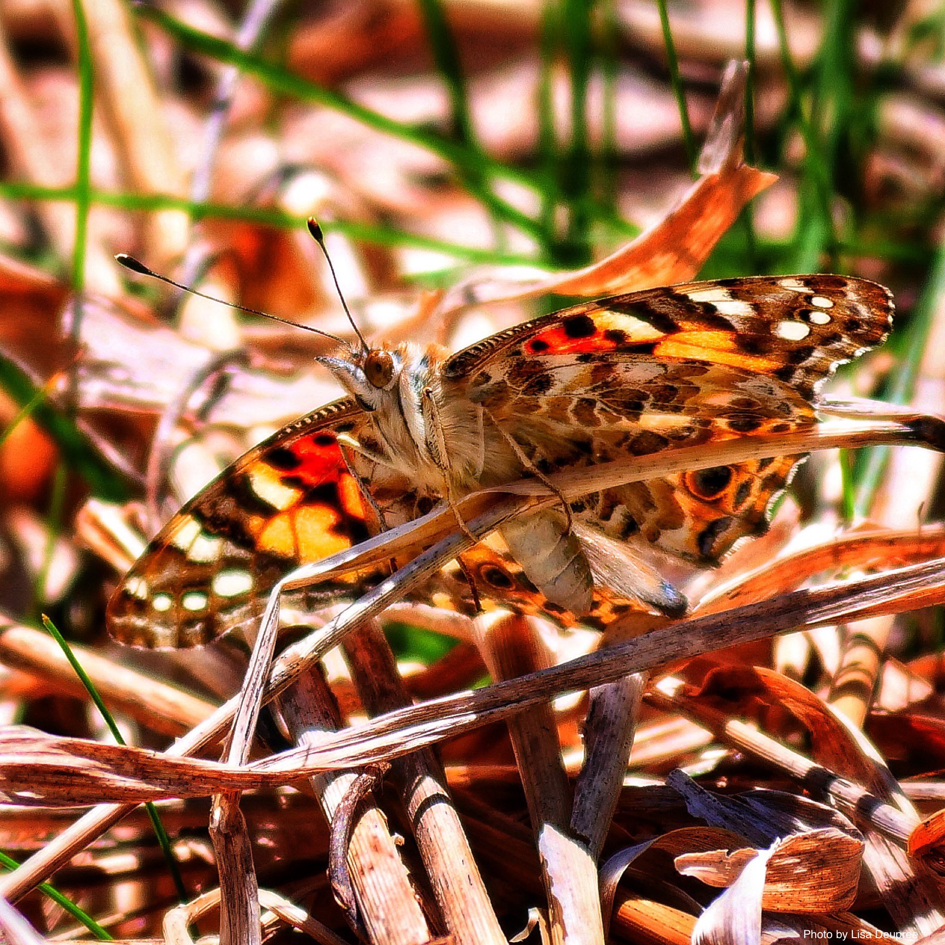 Painted Lady Butterfly at Malcolm