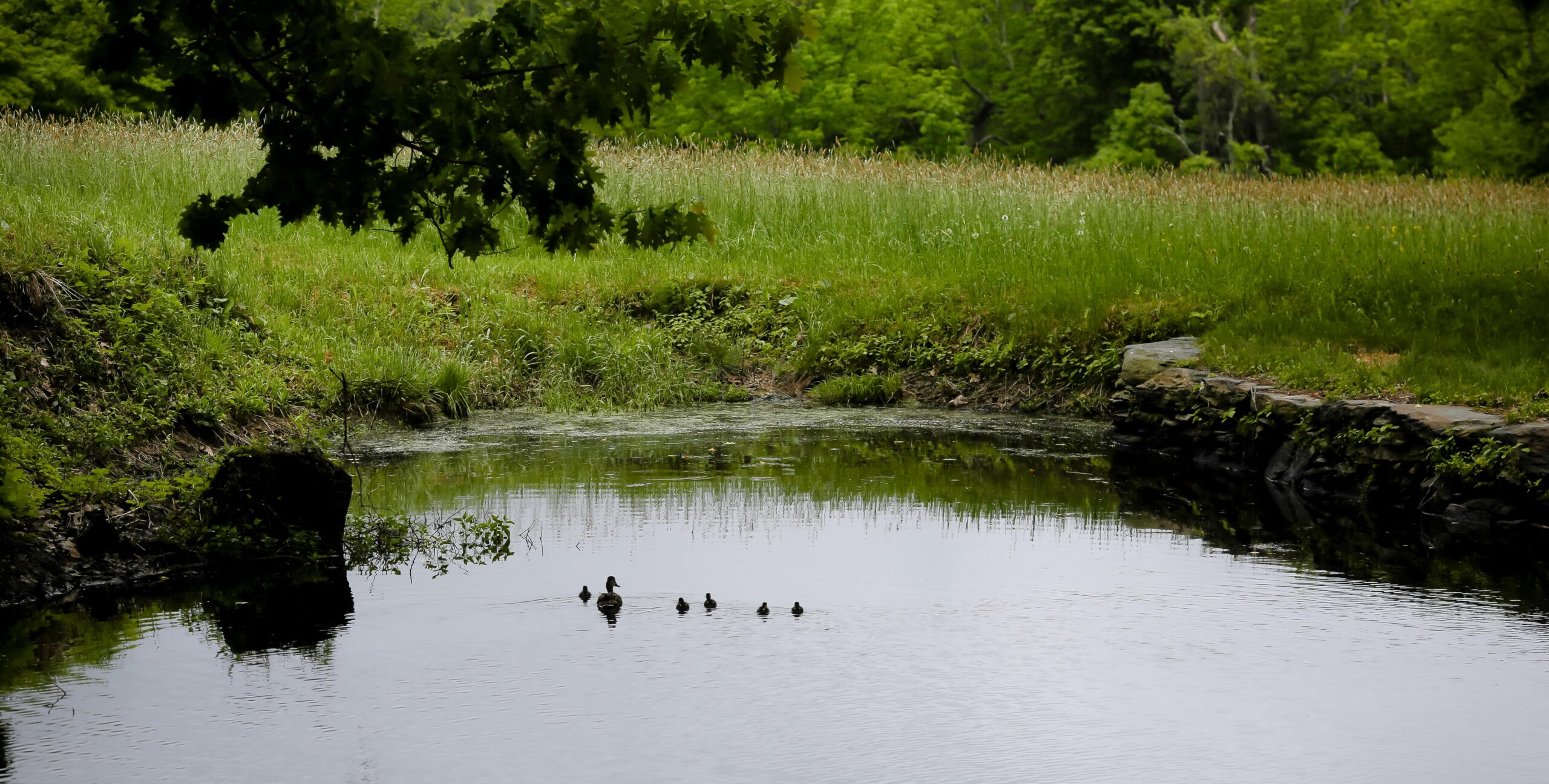 Ducks on a pond.
