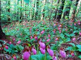 lady slipper in the woods