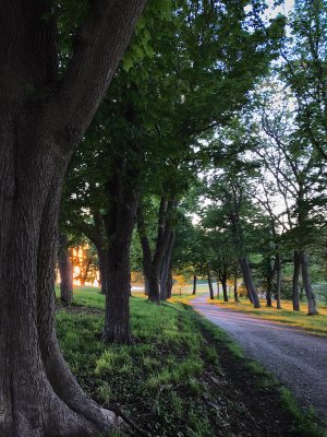 carriage road