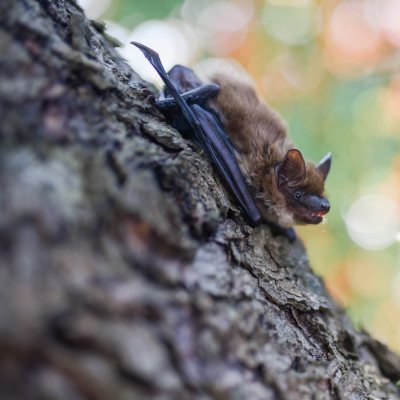 brown bat on tree closeup