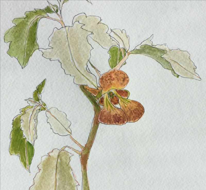 Botanical Illustrations with Nanci Worthington