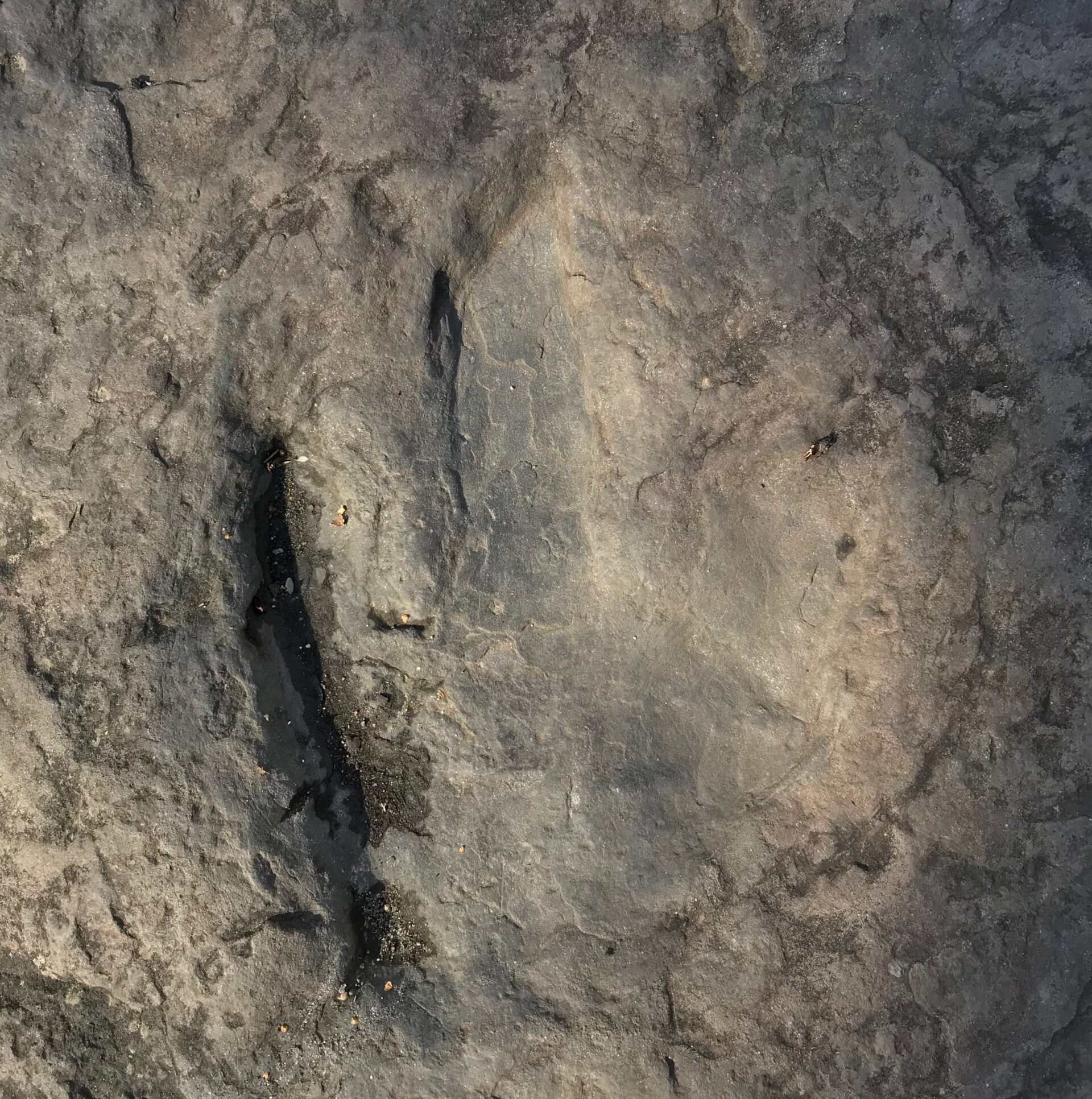 dinosaur footprints ct