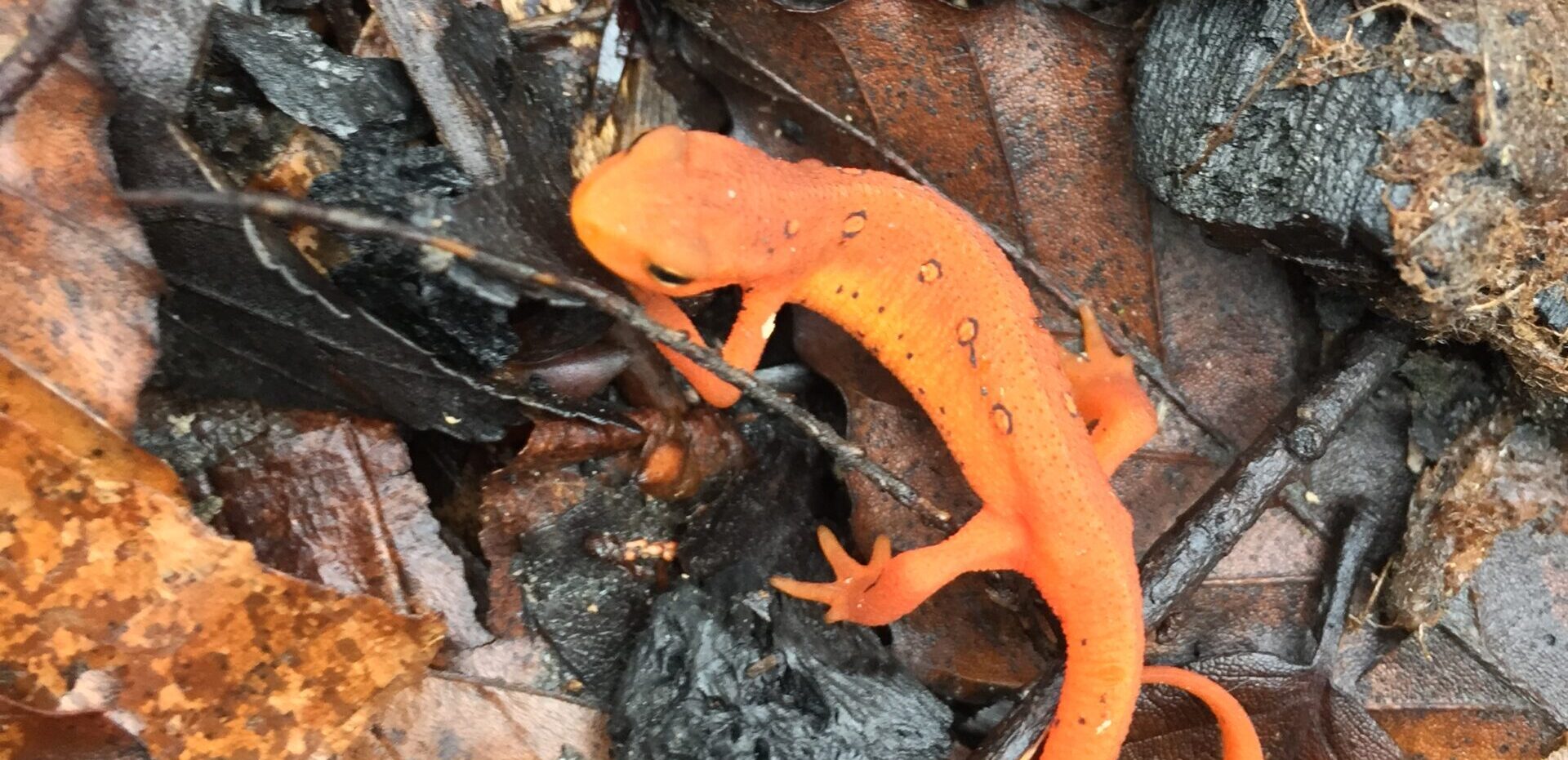 Red eft, young salamander, at Royalston Falls