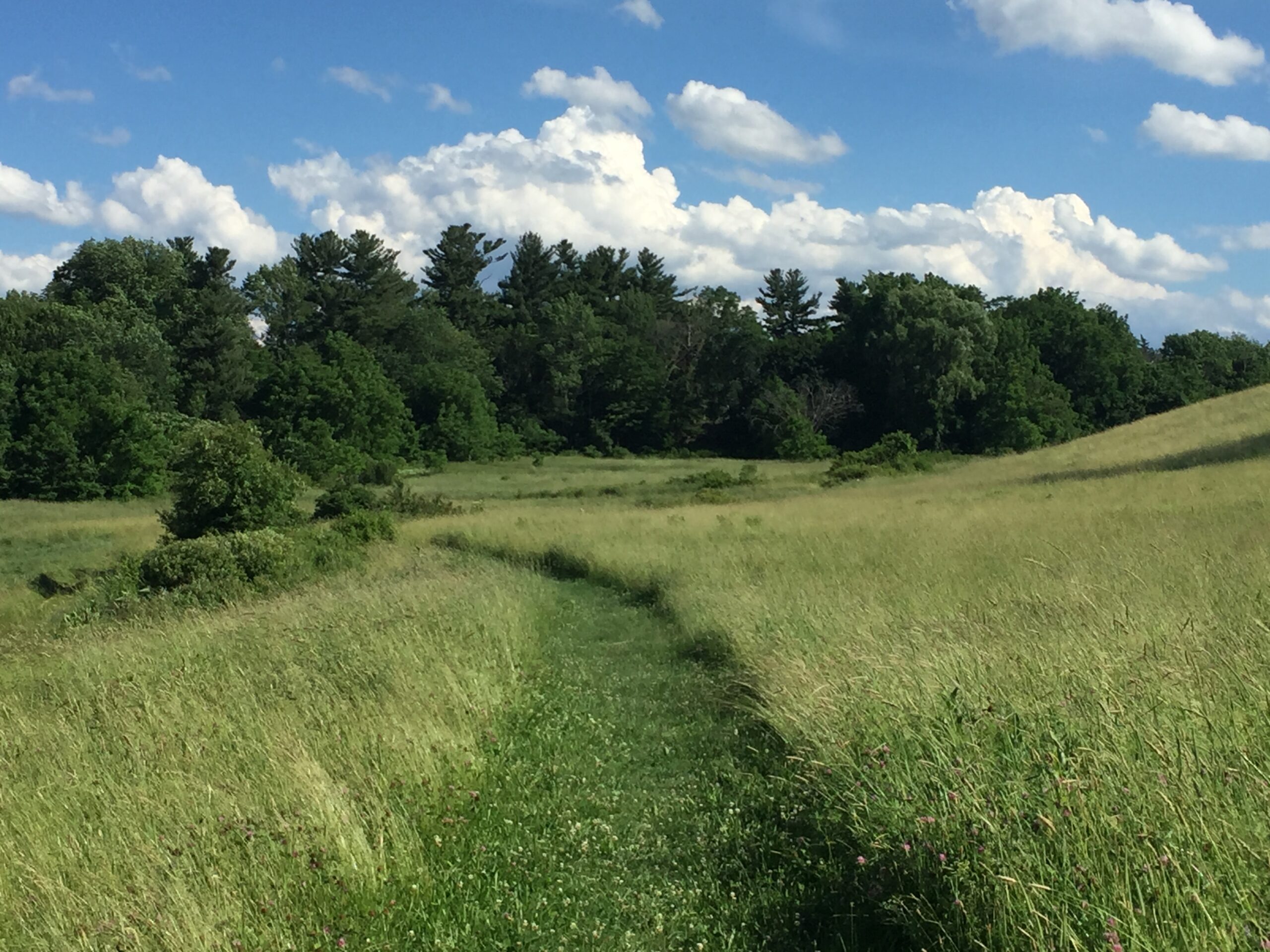 A grass trail through a field at Dexter Drumlin