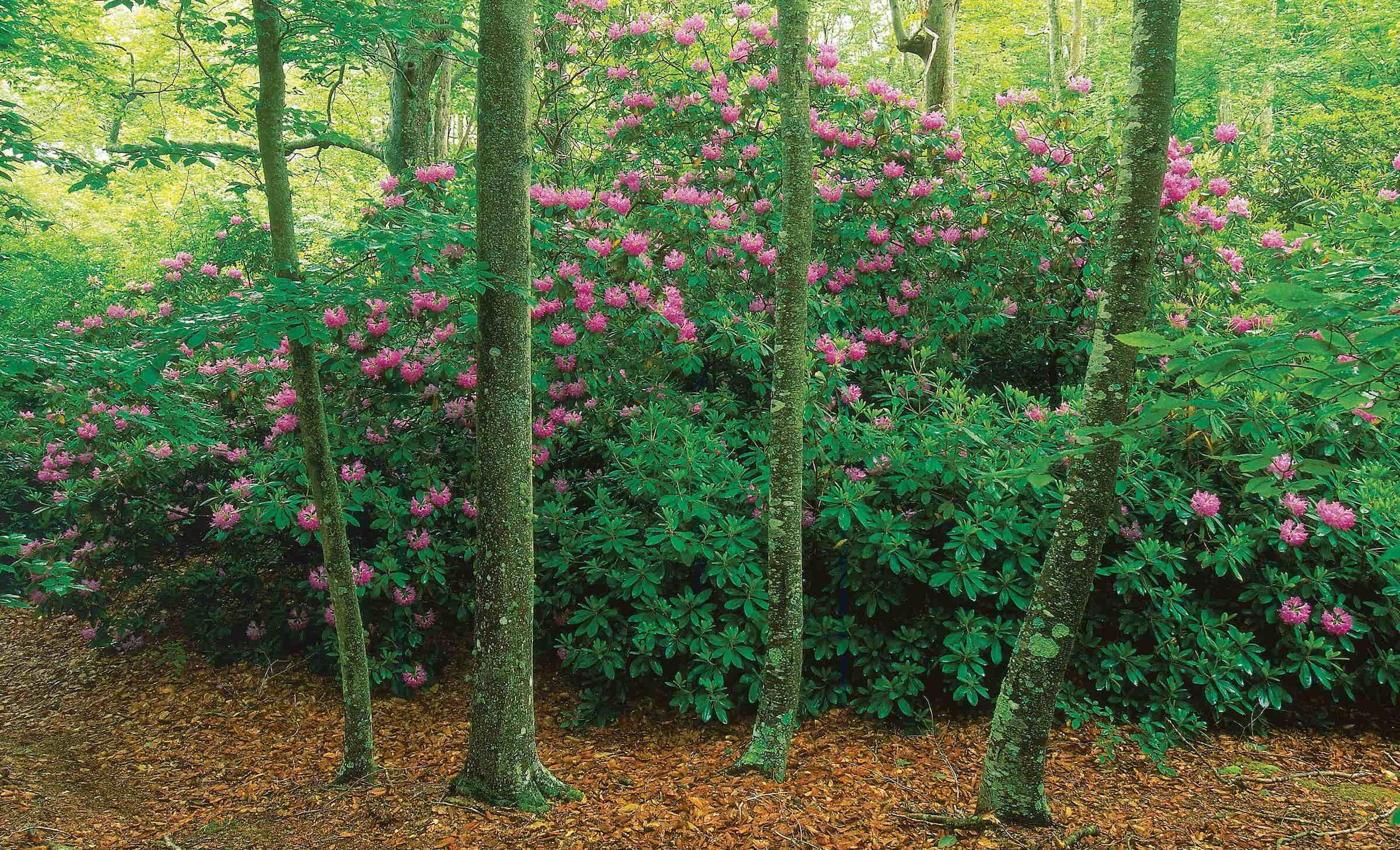 Lowell Holly rhododendrons