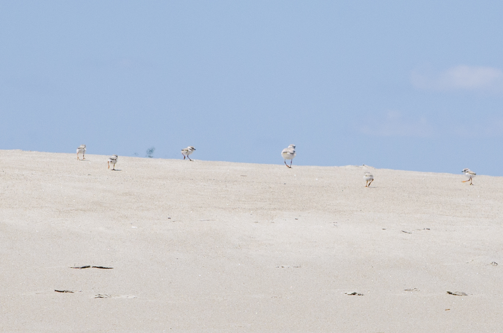 A Piping Plover with five chicks walks across the beach