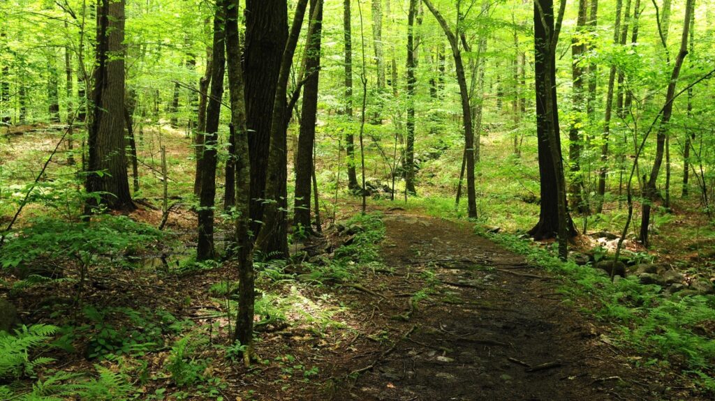 Rocky Woods, Medfield, MA The Trustees of Reservations