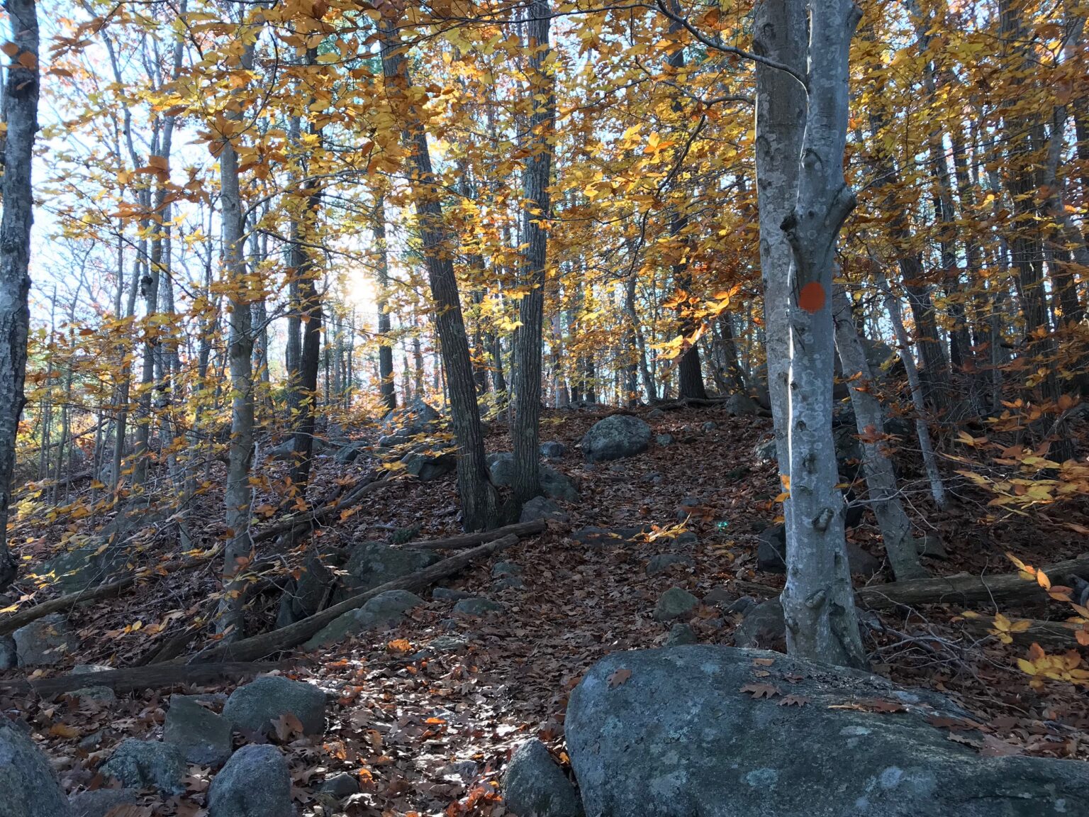 Ravenswood Park, Gloucester, MA The Trustees of Reservations