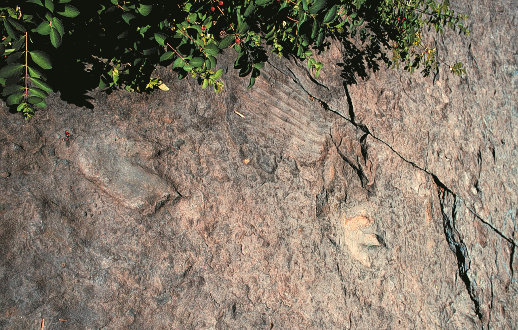 Dinosaur footprint fossil at Dinosaur Footprints