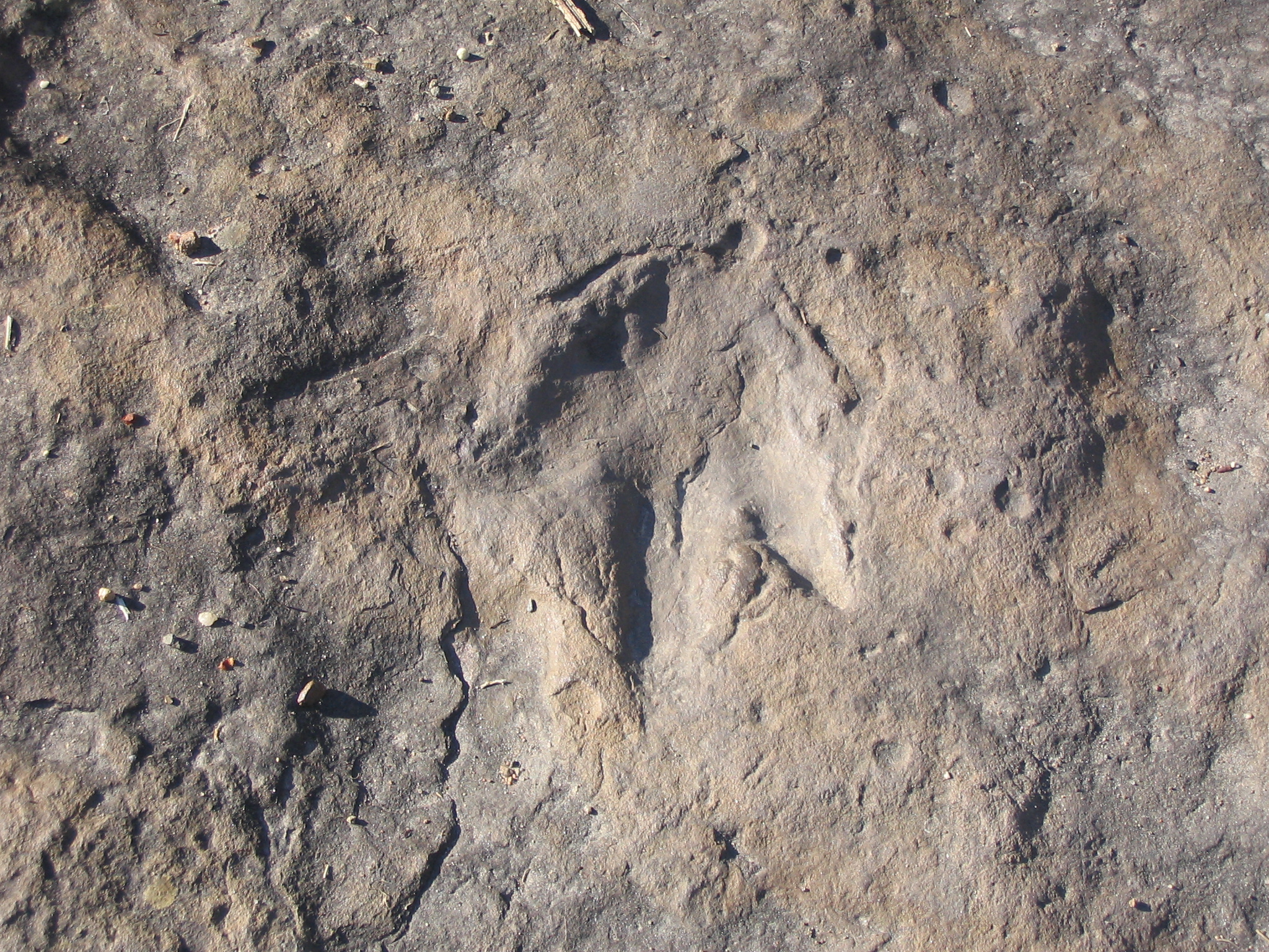 Dinosaur footprint fossil at Dinosaur Footprints