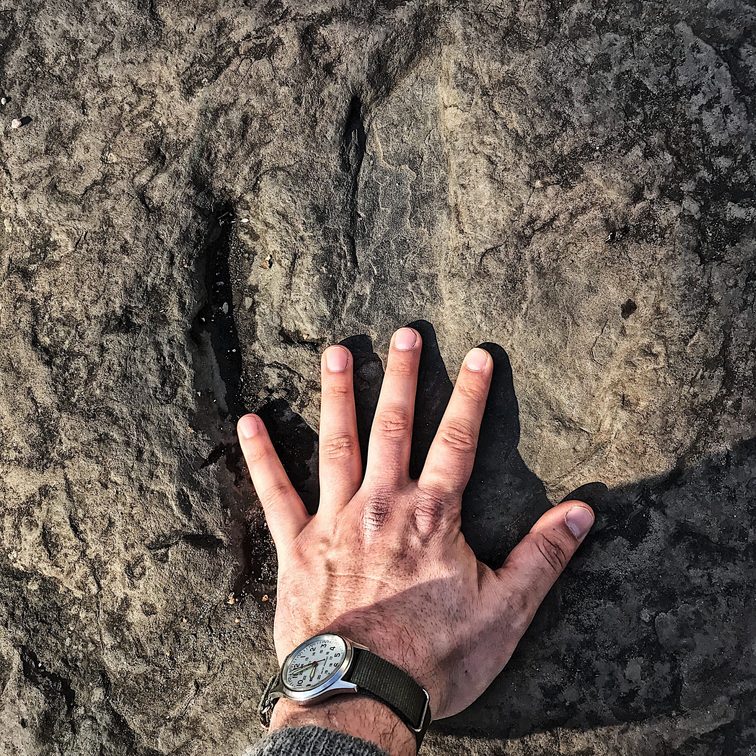 A man's hand inside a dinosaur footprint
