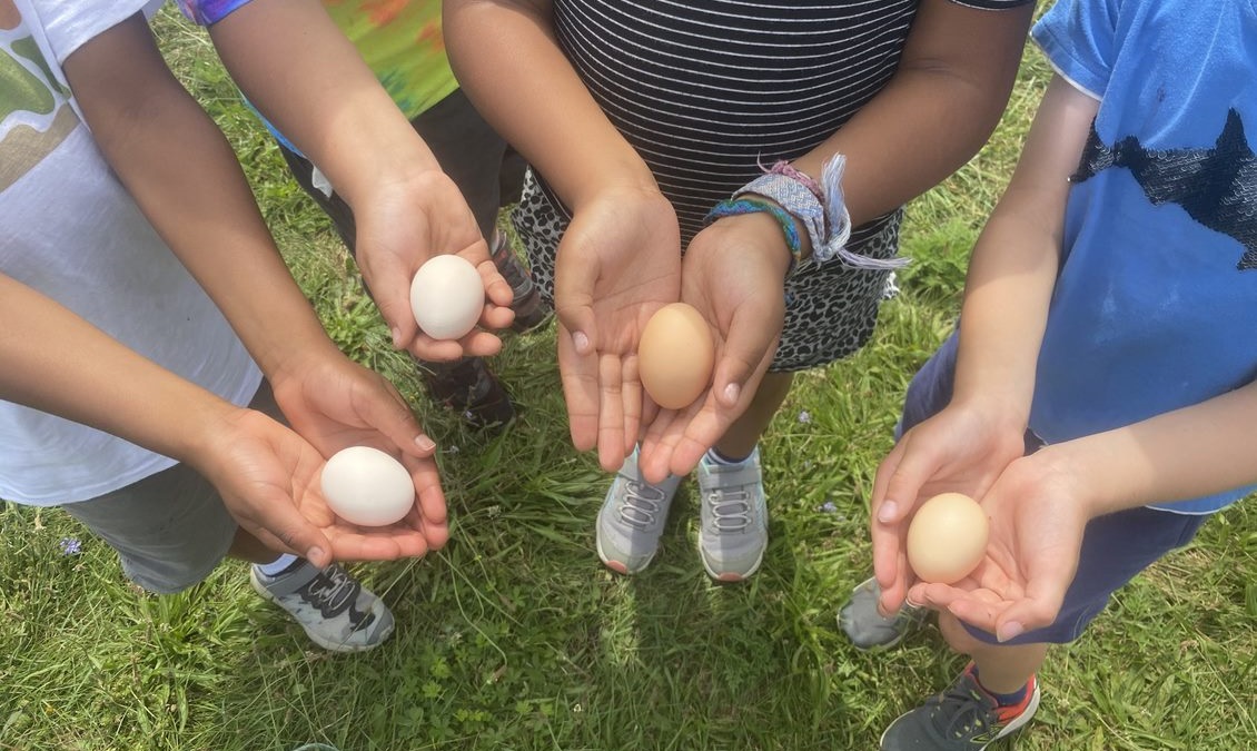 Four campers holding eggs in their hands at The FARM Institute (TFI) Summer Camp