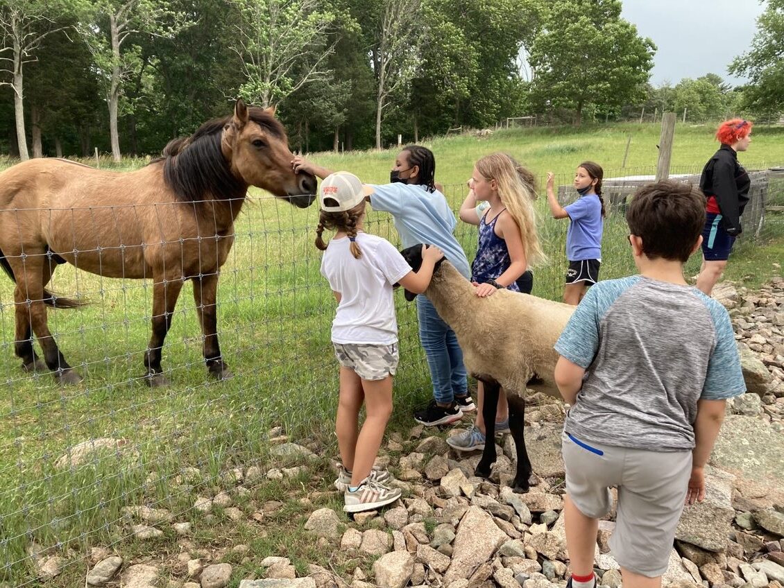 A group of campers meeting farm animals at Weird River Farm Summer Camp