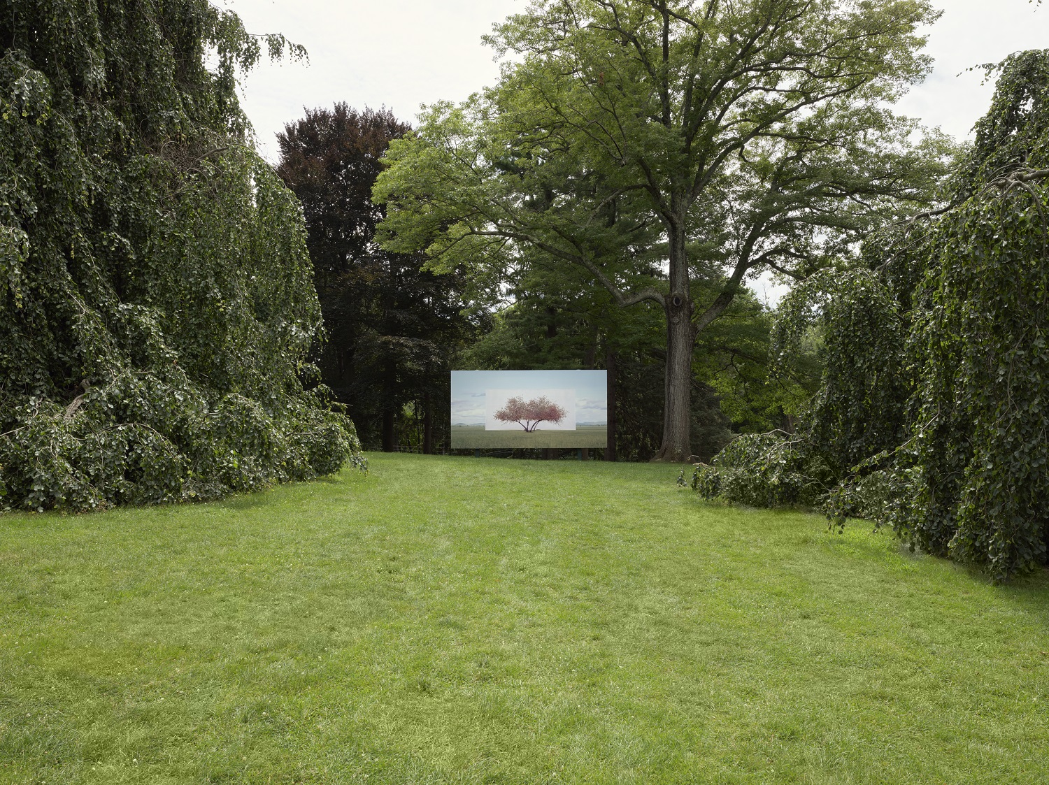 a photograph of a tree, set among trees