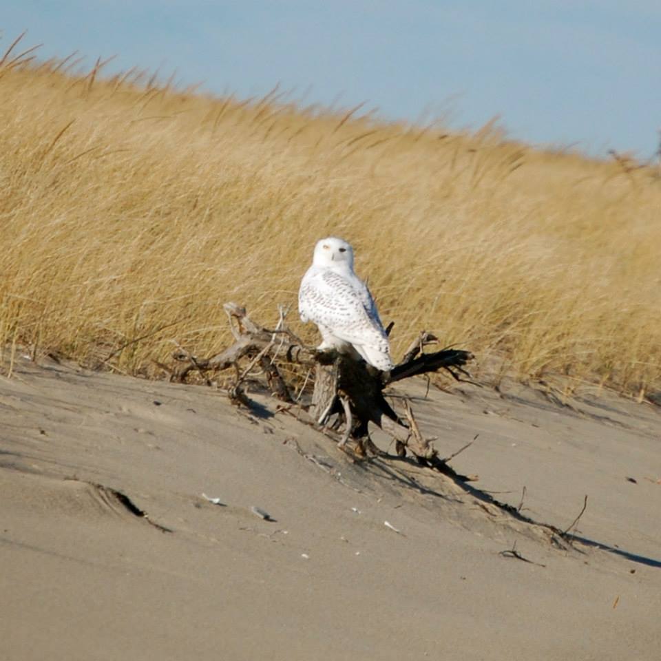 snowy owl