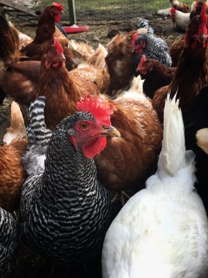 Chicken