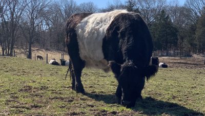 Cow Grazing at WRF