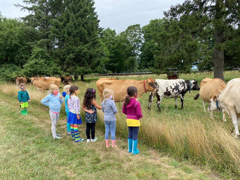 kids and cows
