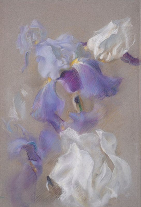 Polly Thayer Starr Iris