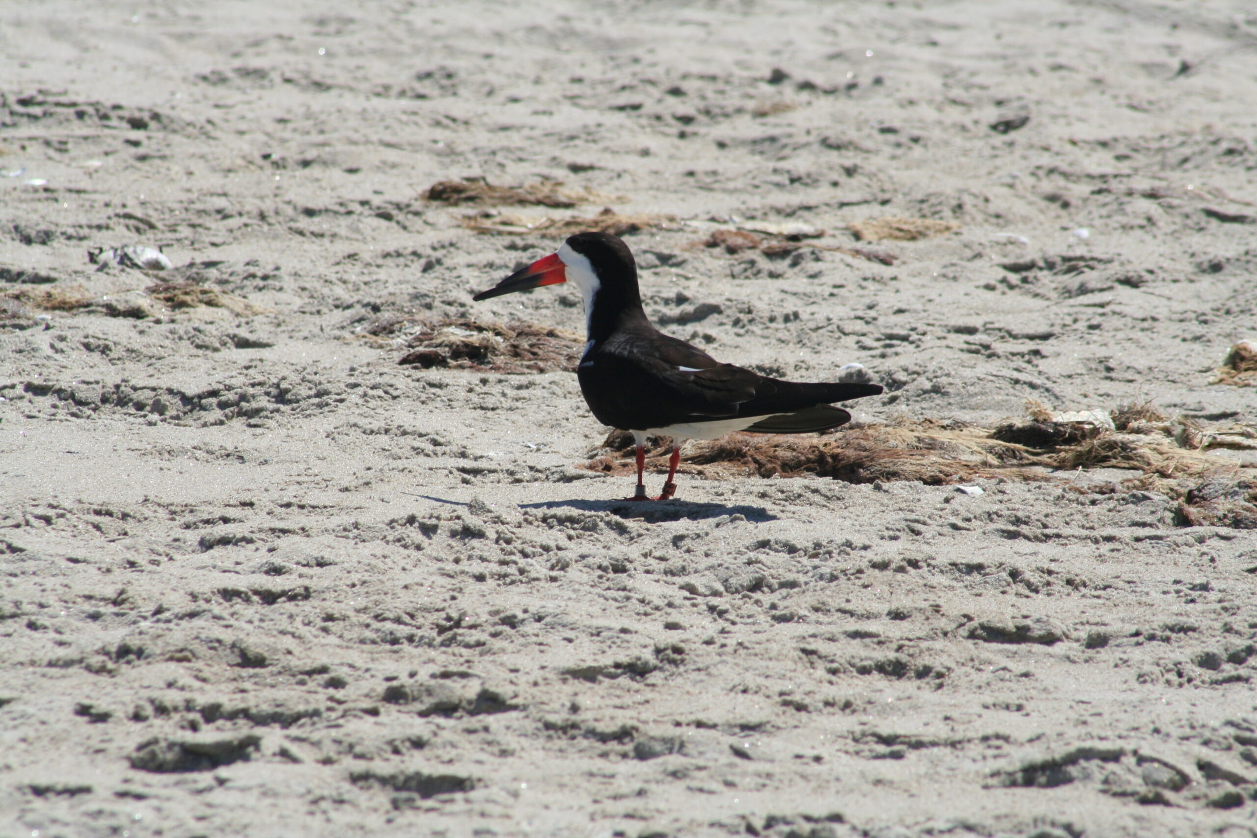 American Oystercatcher (Trustees photo)