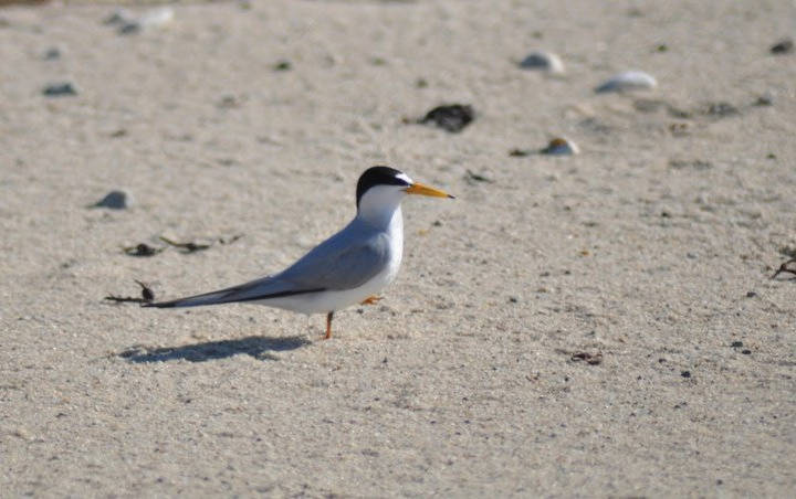 A least tern, a grey and white bird with a black cap, seen amidst tan sand.