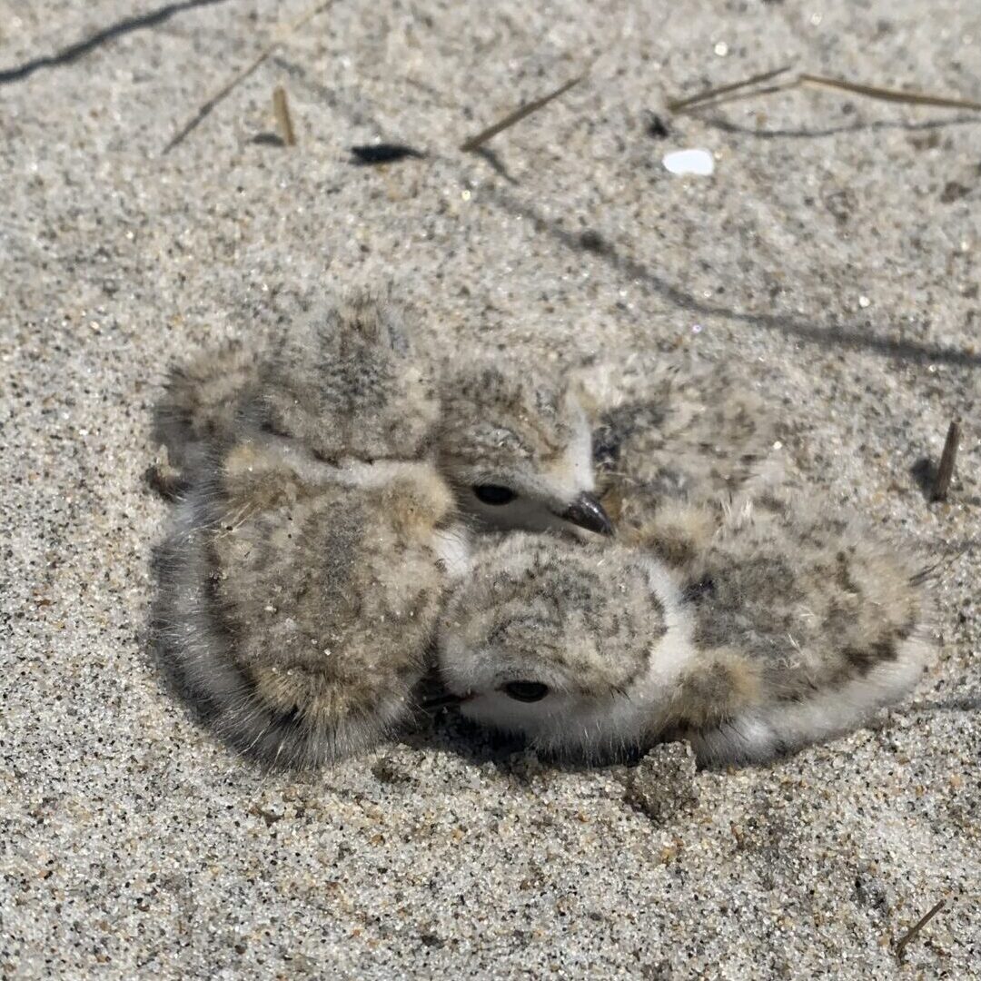 Three fuzzy sand-colored Piping Plover chicks huddle together camouflaged in the sand