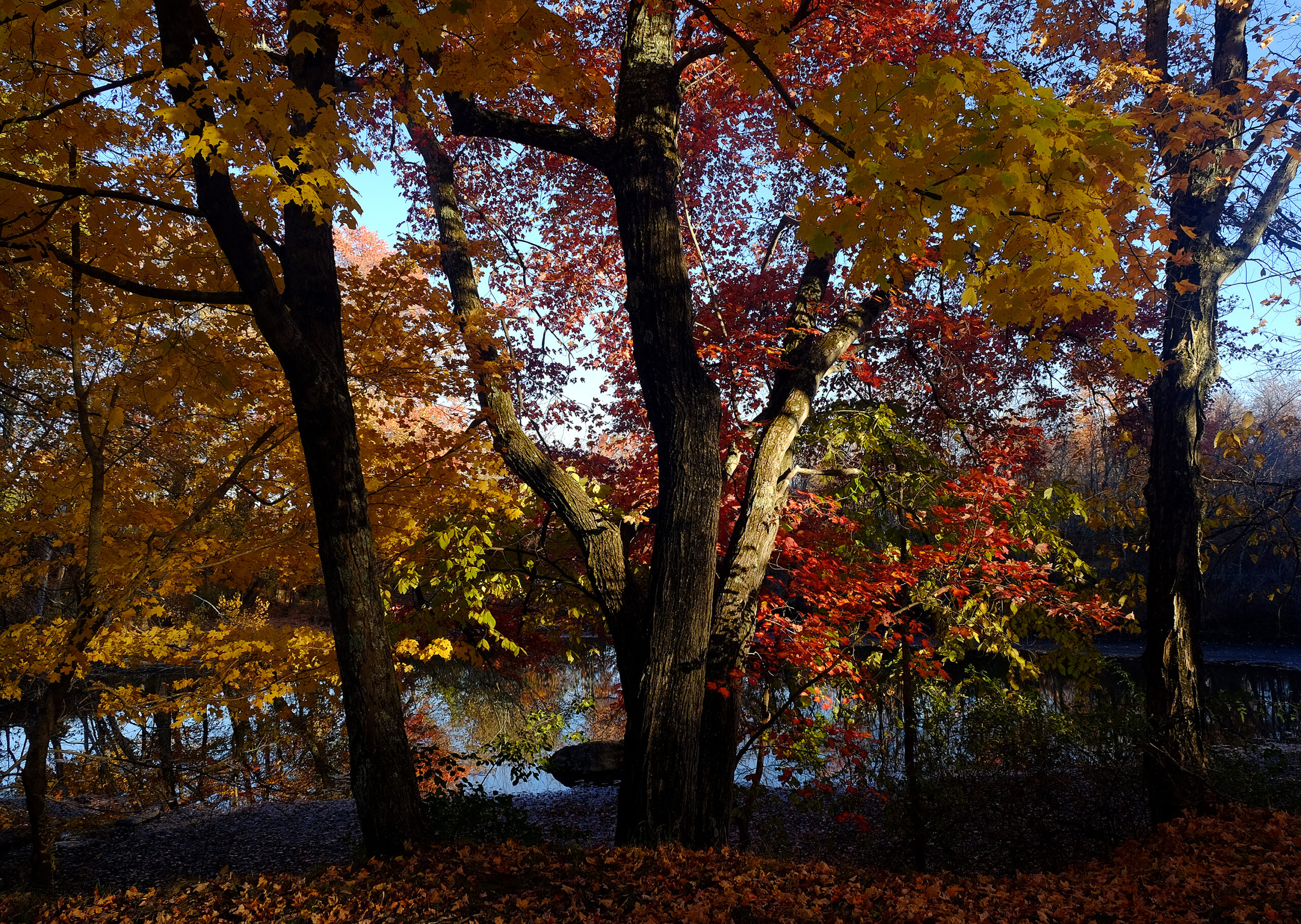 Fall foliage at Powisset Farm