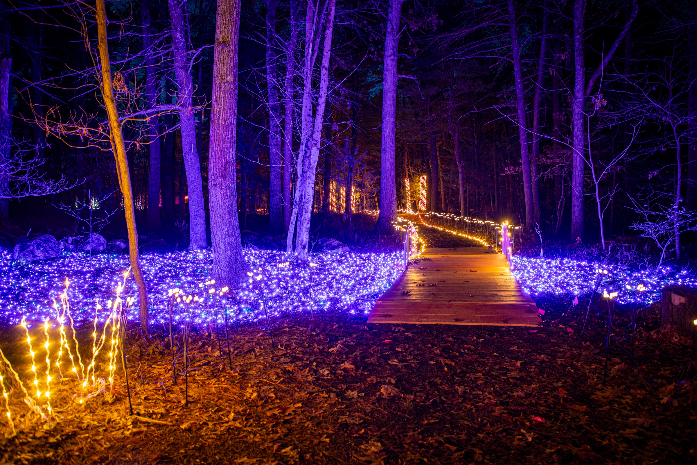 2025 Winterlights at the Eleanor Cabot Bradley Estate in Canton, MA