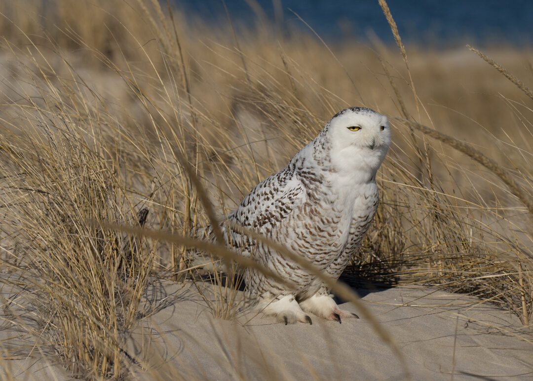 Massachusetts birding - Snowy Owl at Crane
