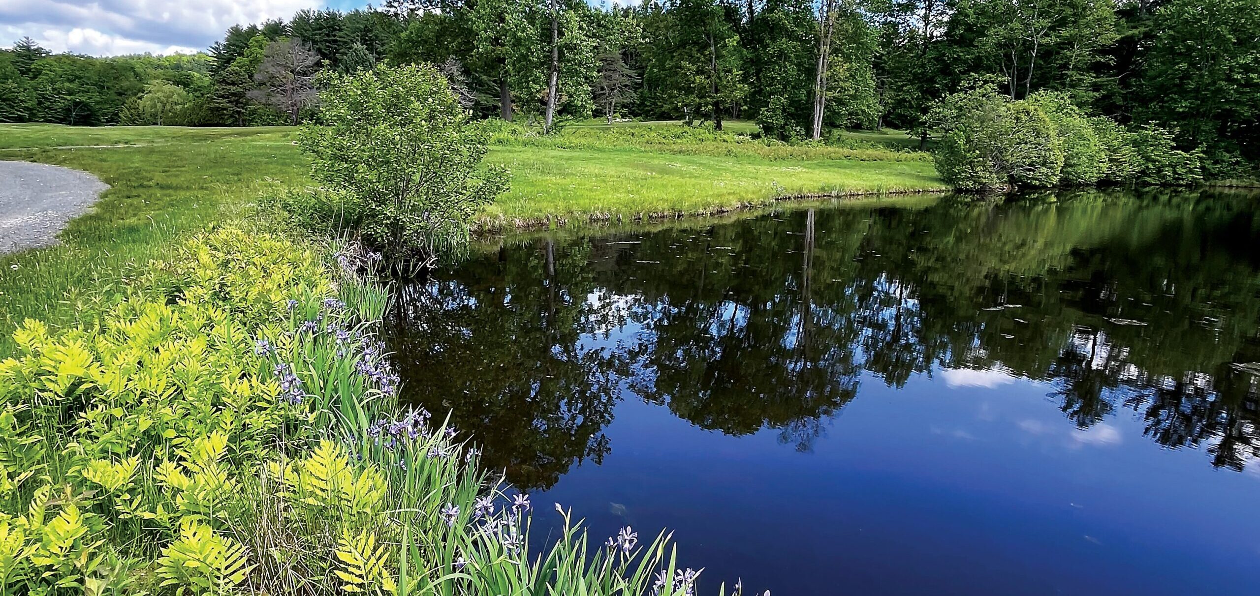 Stream with green grass and trees at Beaver Brook