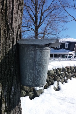 Sugaring Bucket