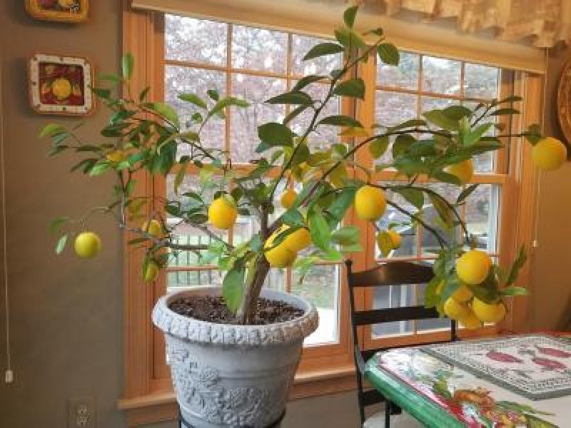 lemon tree credit Ria Malloy U of Maryland