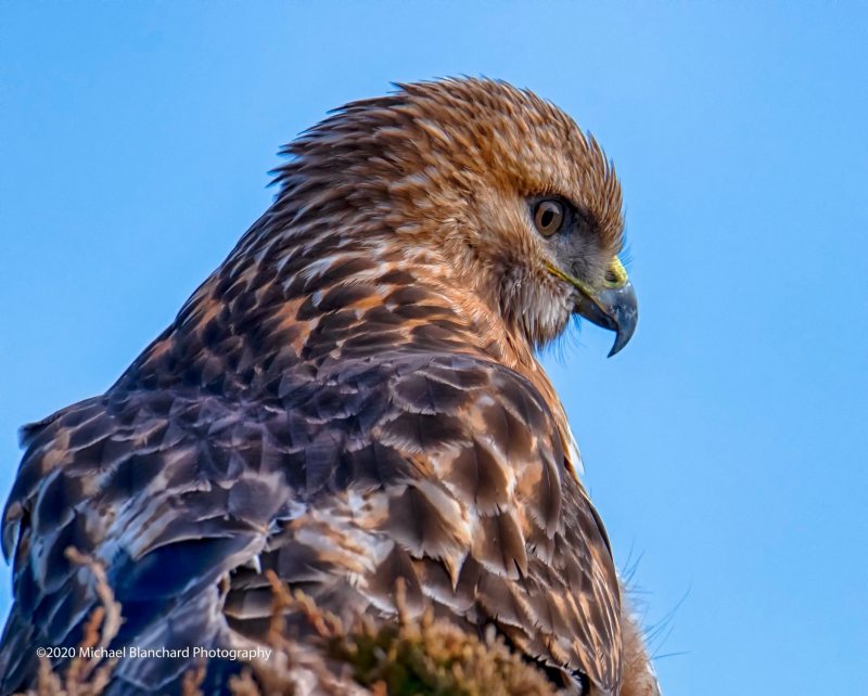hawk