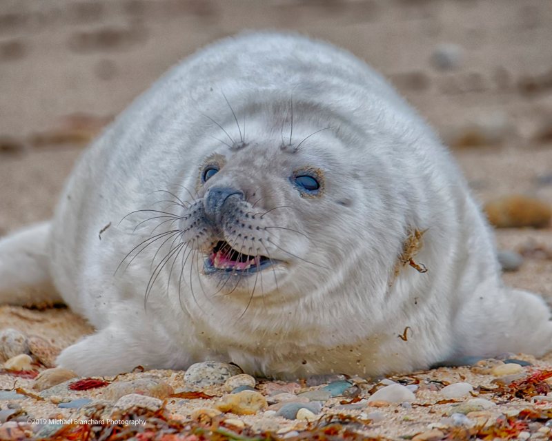 seal