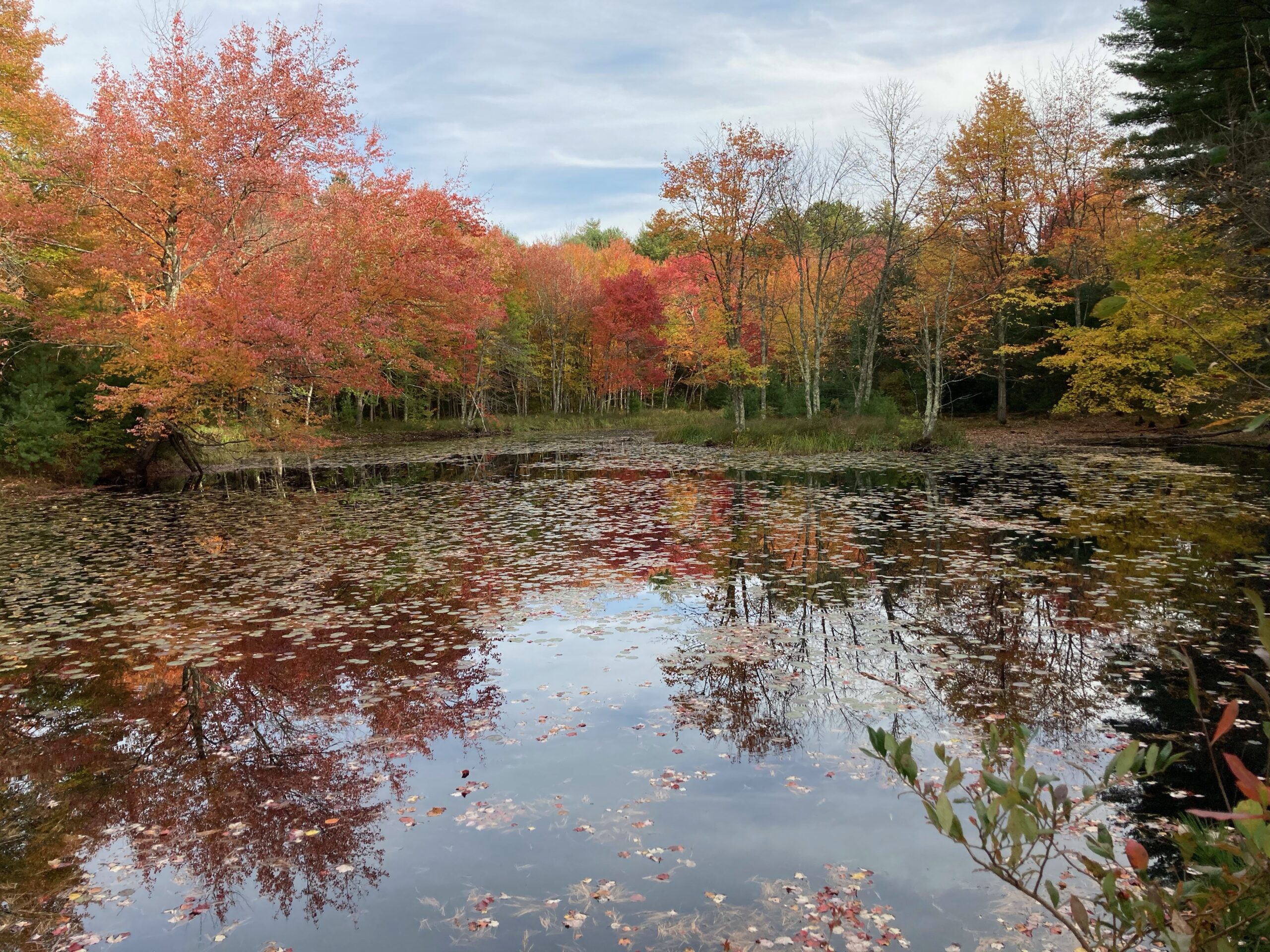 A pond surrounded by trees with autumn colored leaves.