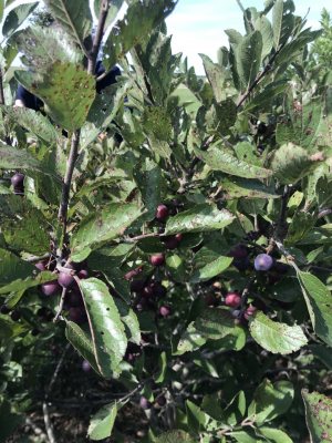 Beach plum plant