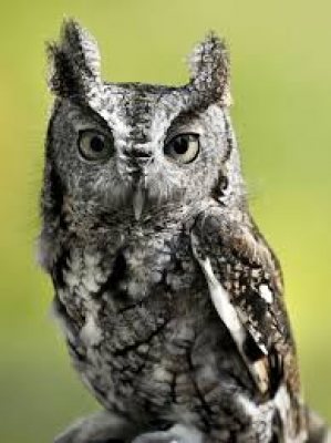 owl
