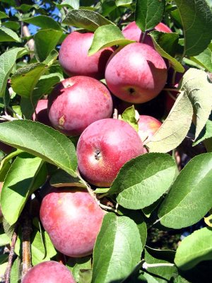 apple tree