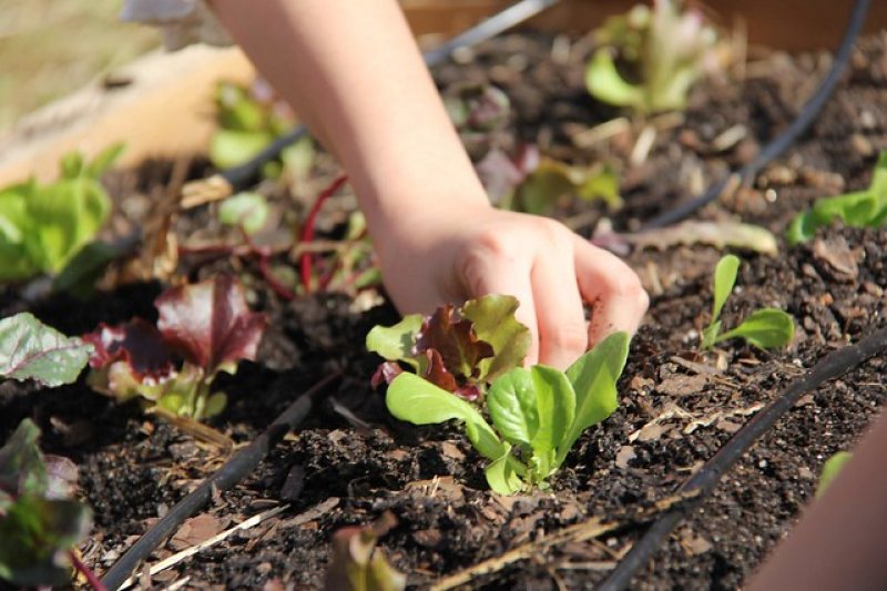 gardening