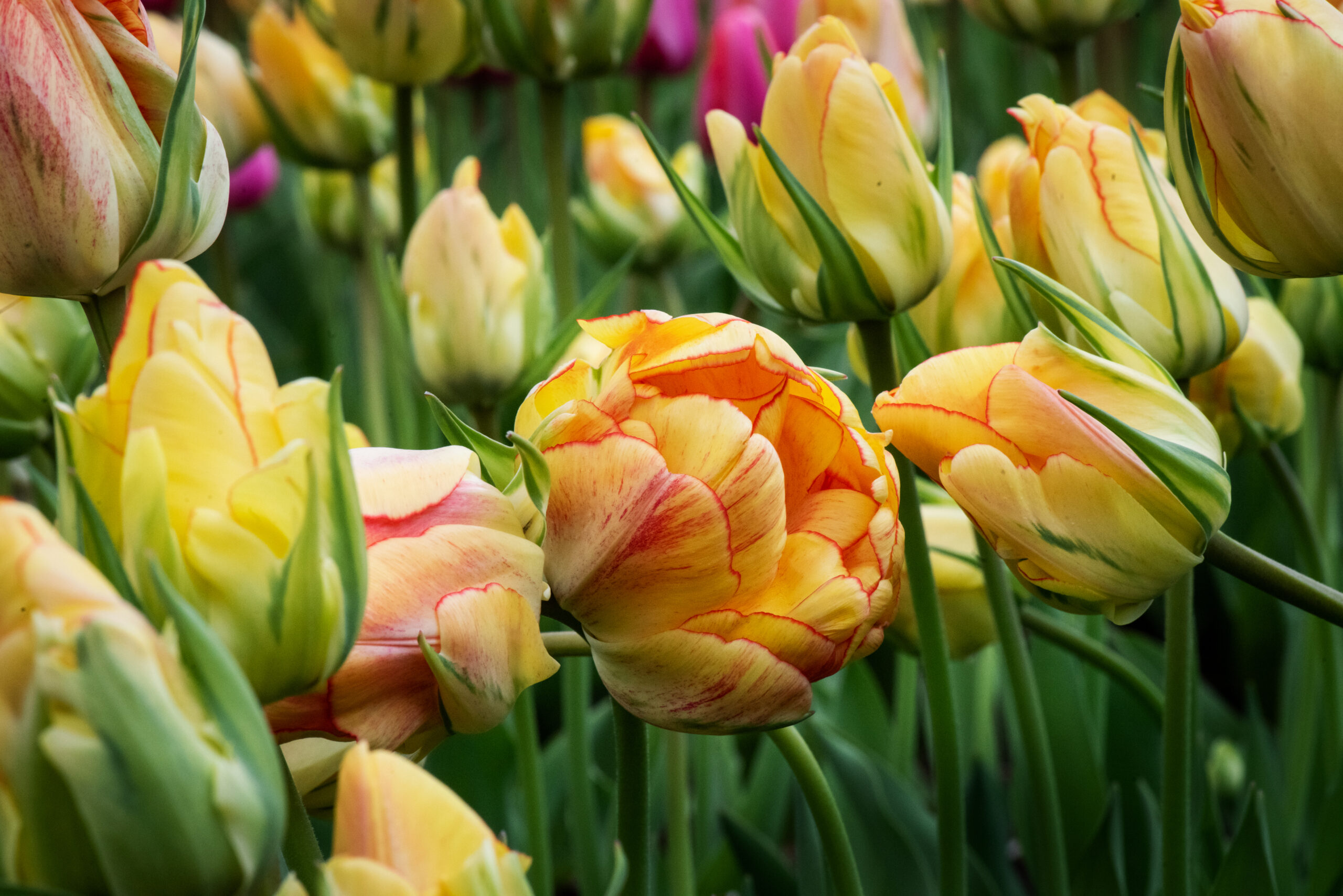 tulips at Stevens-Coolidge