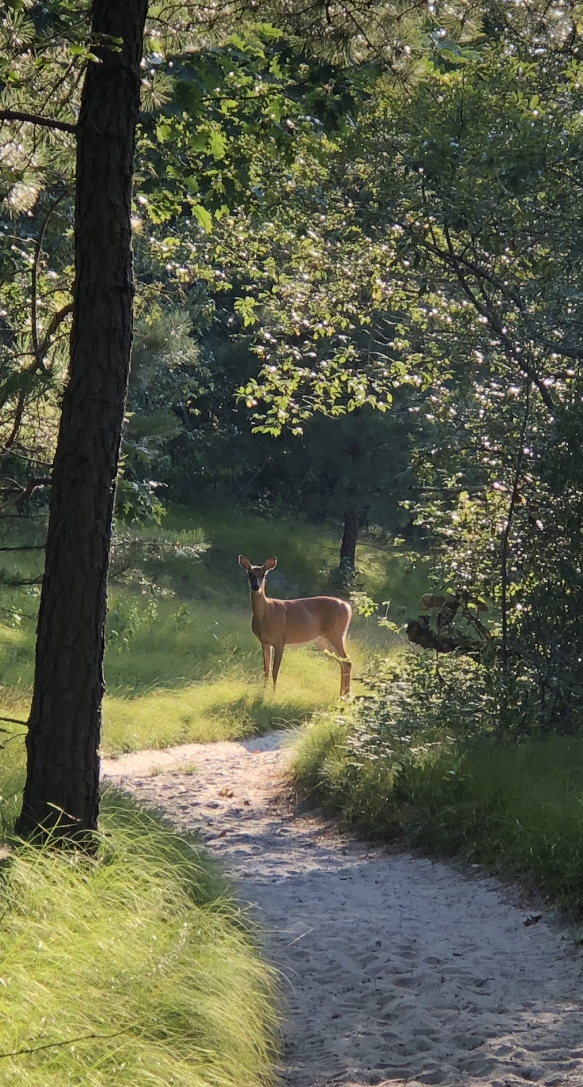 Deer in the Dunes